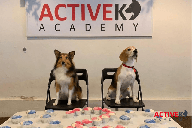 activek9 singapore dog training in studio