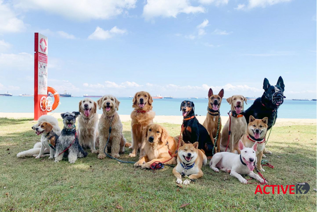 dog training outdoors in singapore