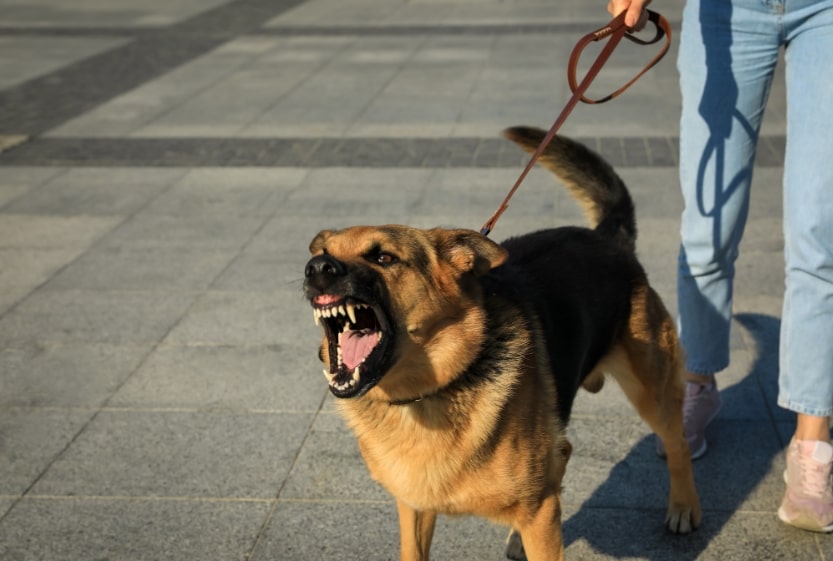 Read more about the article How To Train An Aggressive Dog? Top Tips