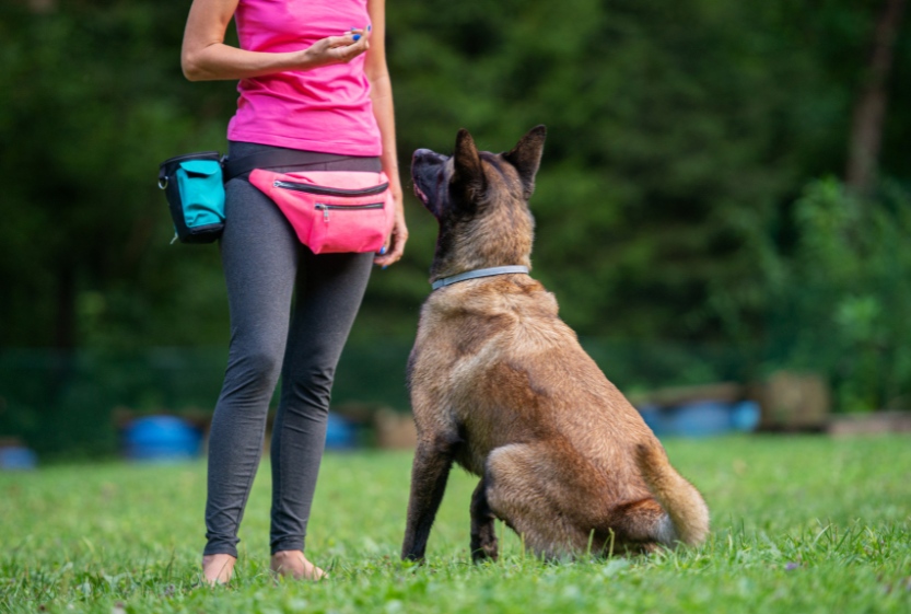Read more about the article Types of Dog Training